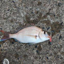 御前崎港でデイメバリング